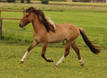 Pony Islandese, Stallone, 2 Anni, 140 cm, Falbo