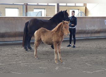 Pony Islandese, Stallone, 2 Anni, 140 cm, Sauro