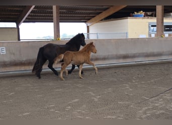 Pony Islandese, Stallone, 2 Anni, 140 cm, Sauro
