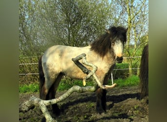 Pony Islandese, Stallone, 2 Anni