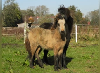 Pony Islandese, Stallone, 2 Anni