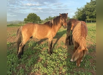 Pony Islandese, Stallone, 2 Anni, Falbo