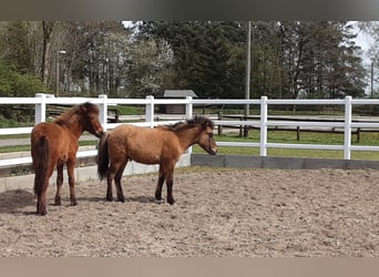 Pony Islandese, Stallone, 2 Anni, Falbo