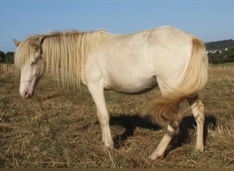 Pony Islandese, Stallone, 2 Anni, Perlino