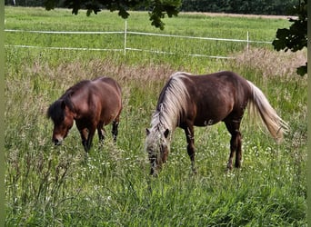 Pony Islandese Mix, Stallone, 3 Anni, 125 cm