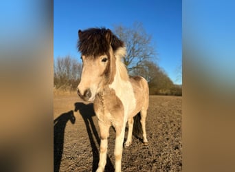 Pony Islandese, Stallone, 3 Anni, 139 cm