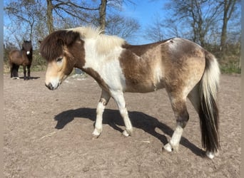 Pony Islandese, Stallone, 3 Anni, 139 cm