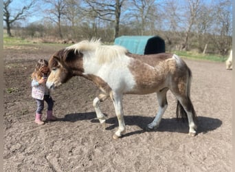 Pony Islandese, Stallone, 3 Anni, 139 cm