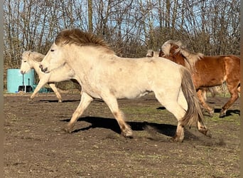 Pony Islandese, Stallone, 3 Anni, 139 cm