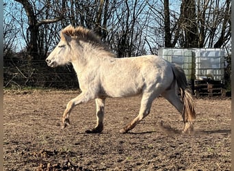 Pony Islandese, Stallone, 3 Anni, 139 cm