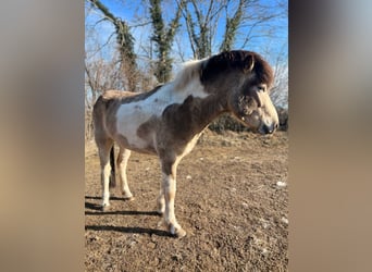 Pony Islandese, Stallone, 3 Anni, 139 cm
