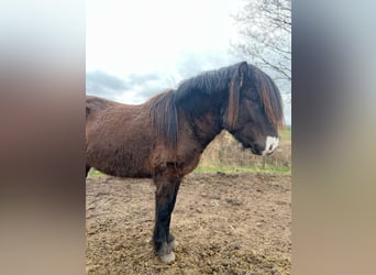 Pony Islandese, Stallone, 3 Anni, 140 cm