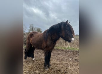 Pony Islandese, Stallone, 3 Anni, 140 cm