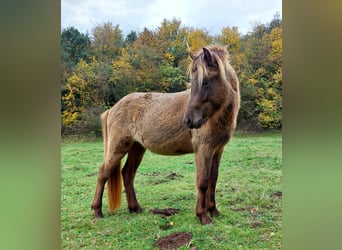 Pony Islandese, Stallone, 3 Anni, 140 cm, Palomino