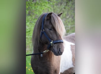 Pony Islandese, Stallone, 3 Anni, 142 cm, Pezzato