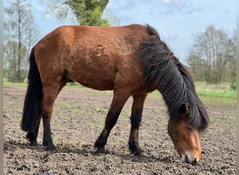 Pony Islandese, Stallone, 3 Anni, 144 cm, Baio