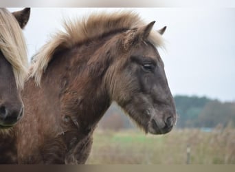 Pony Islandese, Stallone, 3 Anni, 144 cm