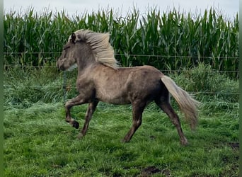 Pony Islandese, Stallone, 3 Anni, 144 cm