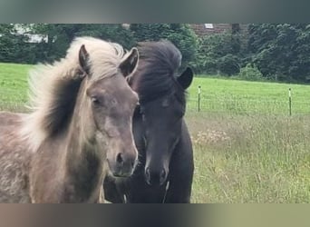 Pony Islandese, Stallone, 3 Anni, 144 cm