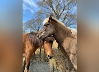 Pony Islandese, Stallone, 3 Anni, 144 cm
