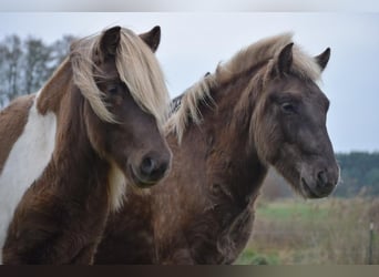 Pony Islandese, Stallone, 3 Anni, 144 cm