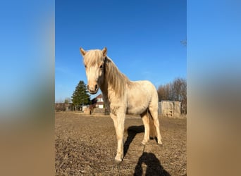 Pony Islandese, Stallone, 3 Anni, 144 cm