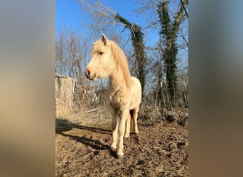 Pony Islandese, Stallone, 3 Anni, 144 cm