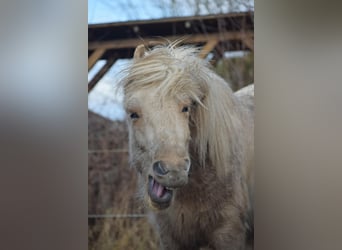 Pony Islandese, Stallone, 3 Anni, 144 cm