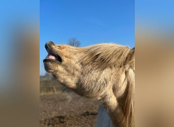 Pony Islandese, Stallone, 3 Anni, 144 cm