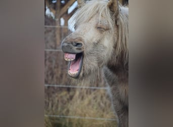 Pony Islandese, Stallone, 3 Anni, 144 cm