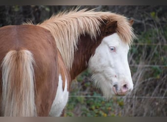 Pony Islandese, Stallone, 3 Anni, 144 cm