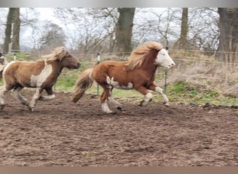 Pony Islandese, Stallone, 3 Anni, 144 cm