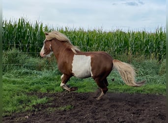 Pony Islandese, Stallone, 3 Anni, 144 cm