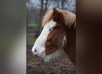Pony Islandese, Stallone, 3 Anni, 144 cm