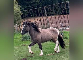 Pony Islandese, Stallone, 3 Anni, 144 cm, Pezzato
