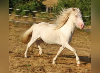 Pony Islandese, Stallone, 4 Anni, 130 cm, Cremello