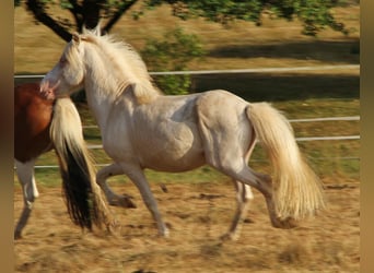 Pony Islandese, Stallone, 4 Anni, 130 cm, Cremello