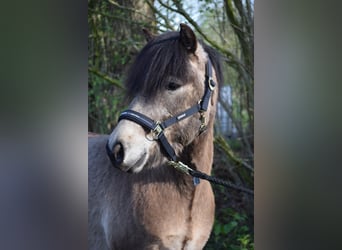 Pony Islandese, Stallone, 4 Anni, 142 cm