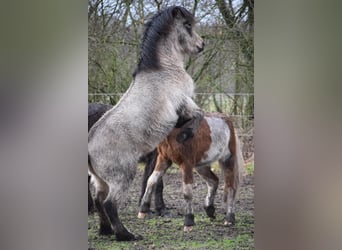 Pony Islandese, Stallone, 4 Anni, 142 cm