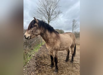 Pony Islandese, Stallone, 4 Anni, 142 cm
