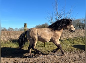 Pony Islandese, Stallone, 4 Anni, 142 cm