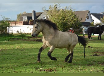 Pony Islandese, Stallone, 4 Anni, 142 cm