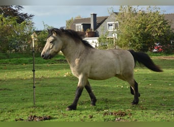 Pony Islandese, Stallone, 4 Anni, 142 cm