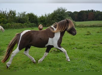 Pony Islandese, Stallone, 4 Anni, 142 cm, Pezzato