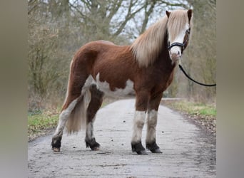 Pony Islandese, Stallone, 4 Anni, 144 cm