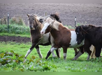 Pony Islandese, Stallone, 4 Anni, 144 cm