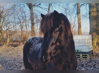 Pony Islandese, Stallone, 4 Anni, 148 cm, Morello