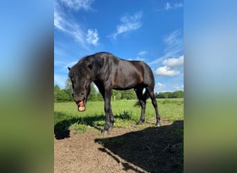Pony Islandese, Stallone, 4 Anni, 148 cm, Morello