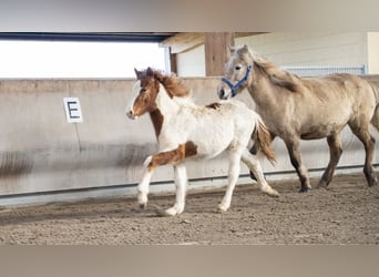 Pony Islandese, Stallone, 4 Anni, Pezzato