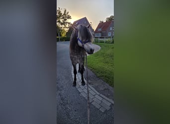 Pony Islandese, Stallone, 5 Anni, 135 cm, Grigio pezzato